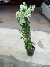 مشتل هيام لجميع انواع الزرع الطبيعي والثيل الطبيعيC2000 6