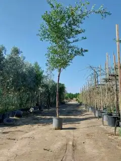 مشتل هيام لجميع انواع الزرع الطبيعي والثيل الطبيعيC2000 2