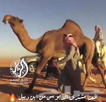 قعود اشعل كفو - تم البيع 2
