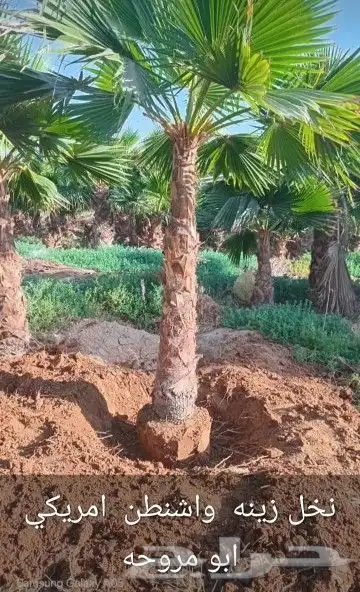يوجد لدينا جميع انواع النخيل 0
