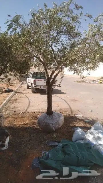 مشتل البستان لتنسيق الحدائق 4