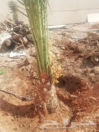 لجميع أعمال النخيل والواشنطني 3