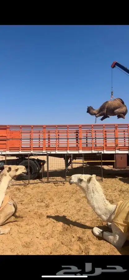 تريله تحميل ابل وبضايع واعلاف 0