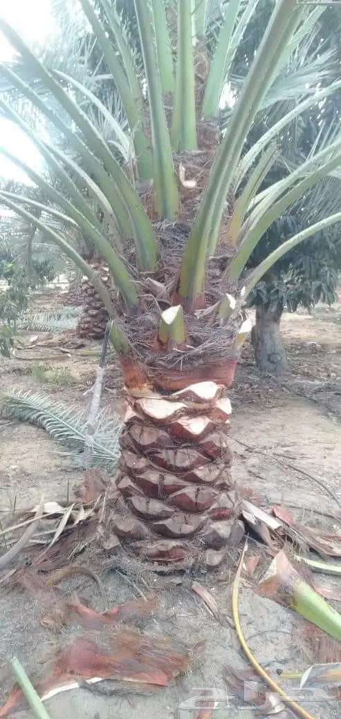 تكريب نخيل بالرياض 2