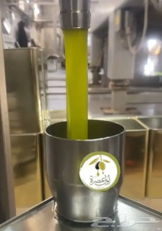 اول عصرة زيت زيتون الجوف 4