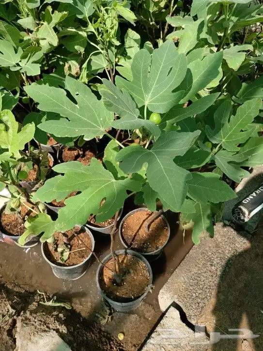 زراعه وتنسيق وصيانة الحدائق 2