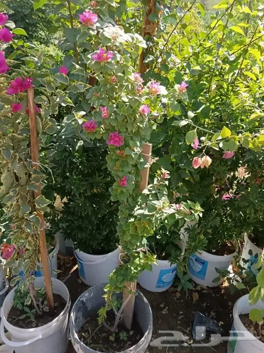 زراعه وتنسيق وصيانة الحدائق 4