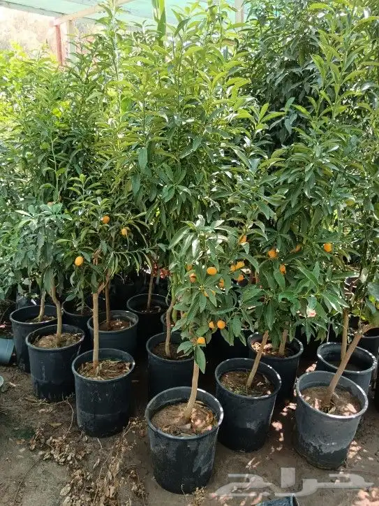 زراعه وتنسيق وصيانة الحدائق 1