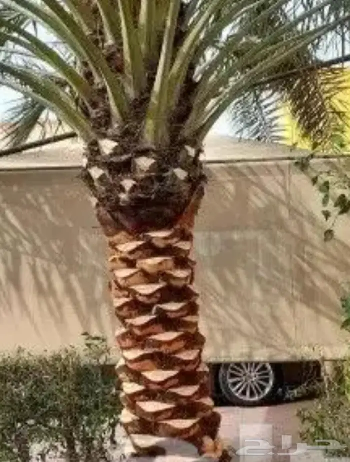 تكريب نخيل بالرياض 3
