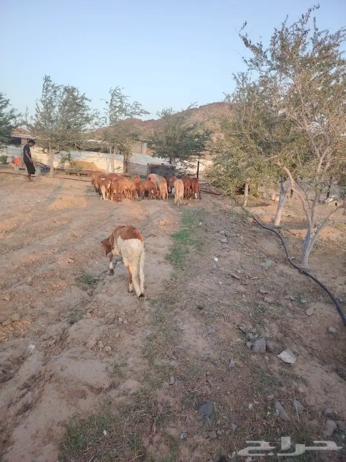 سواكن ب 1200 جملة 2