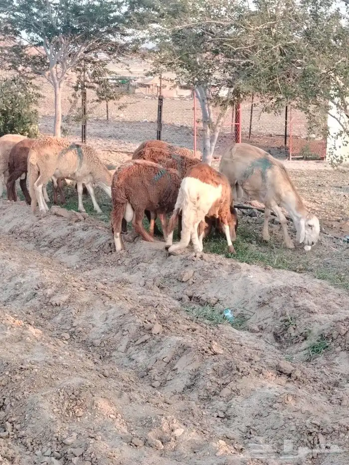 سواكن ب 1200 جملة 4