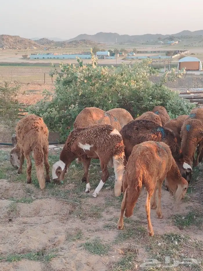 سواكن ب 1200 جملة 3