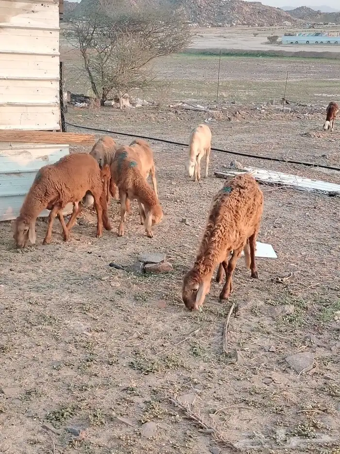 سواكن ب 1200 جملة 1