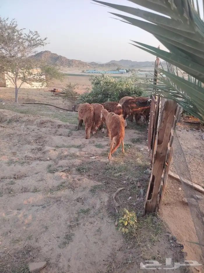 سواكن ب 1200 جملة 6