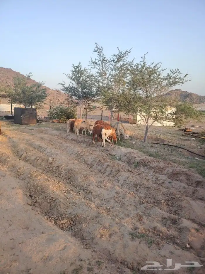 سواكن ب 1200 جملة 5