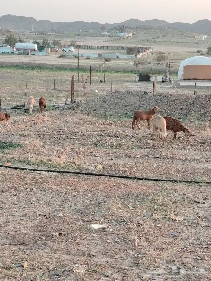 سواكن ب 1200 جملة 0