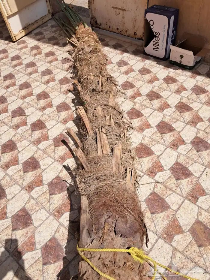 لجميع أعمال النخيل والواشنطني 6