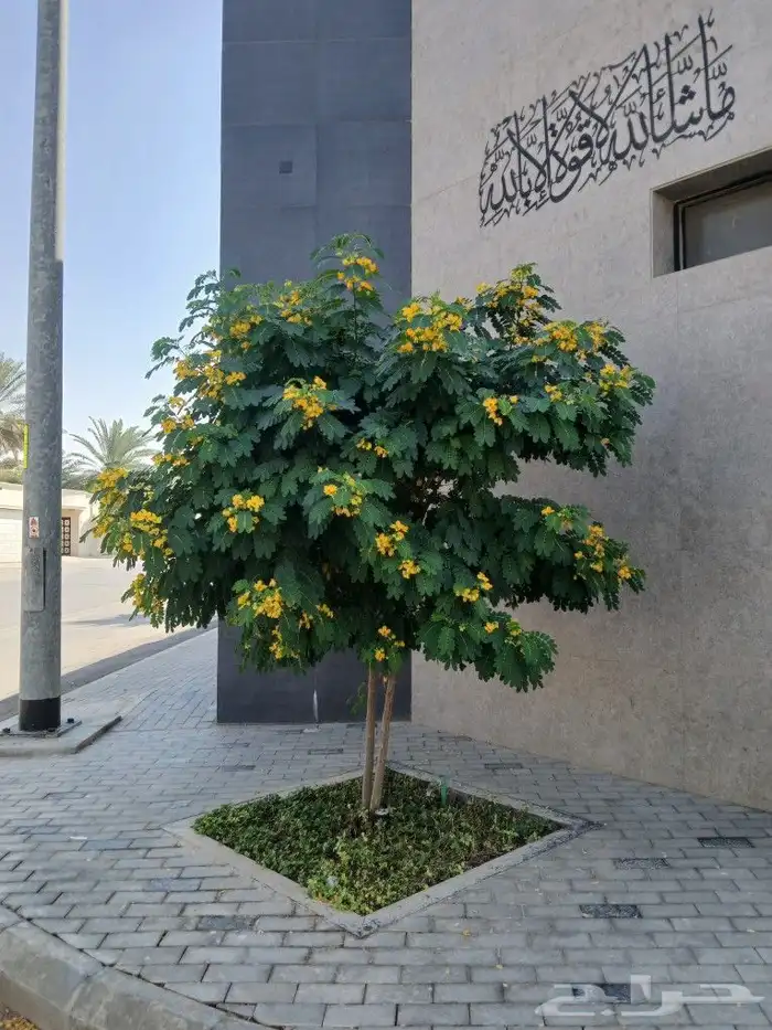 مشتل البستان لتنسيق الحدائق 3
