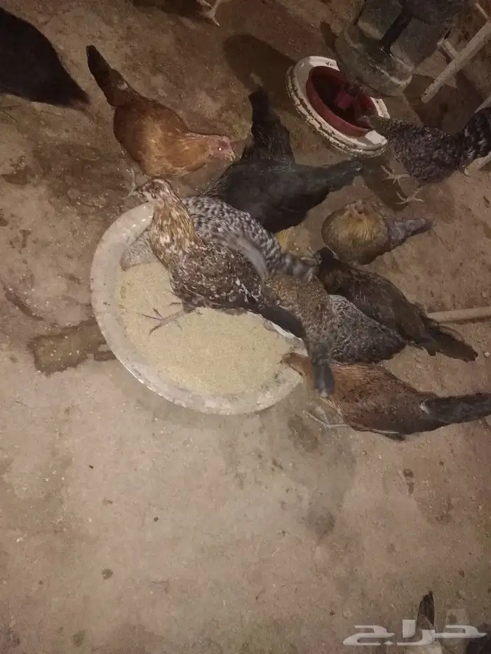 للبيع دجاج بلدي بياض 1