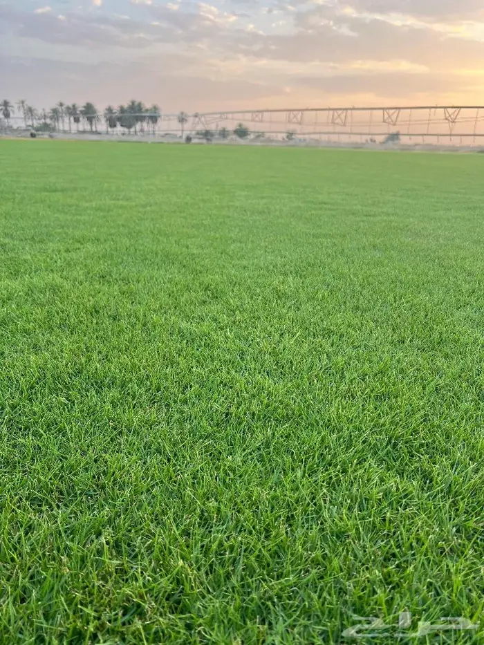 ثيل الخرج سي الفين درجه اولى 2
