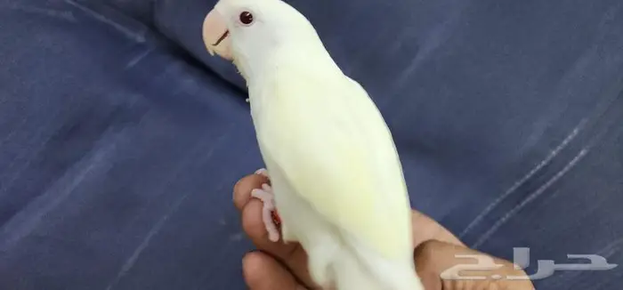 روز اليف وهدد مناسب للأطفال 0