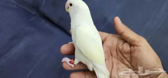 روز اليف وهدد مناسب للأطفال 1