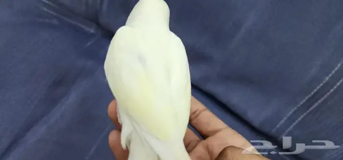 روز اليف وهدد مناسب للأطفال 2