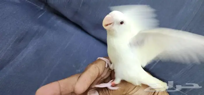 روز اليف وهدد مناسب للأطفال 3