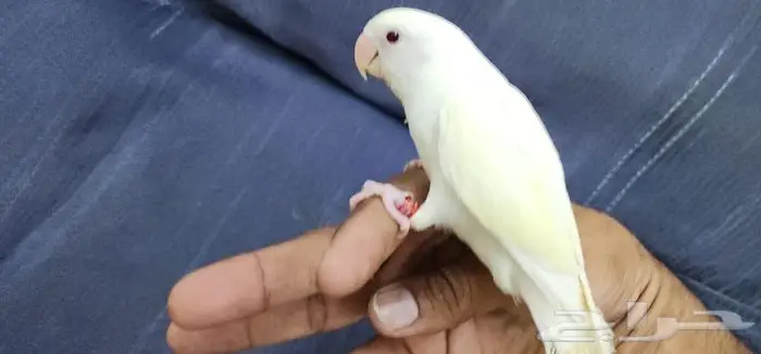 روز اليف وهدد مناسب للأطفال 4