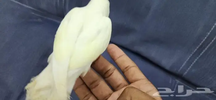 روز اليف وهدد مناسب للأطفال 5