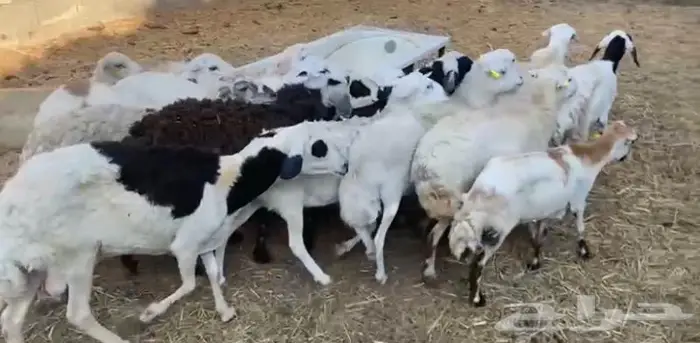 شياه مهجنه 0