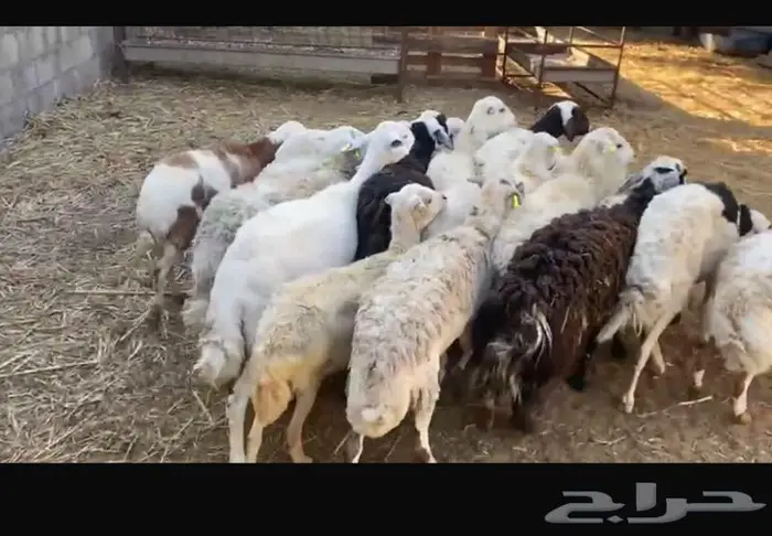 شياه مهجنه 1