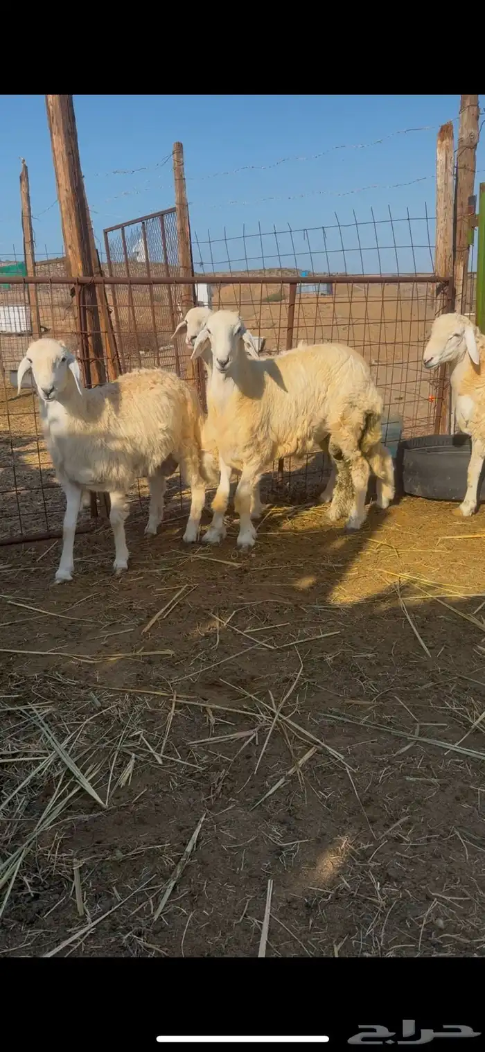 4 طليان جبرة 0