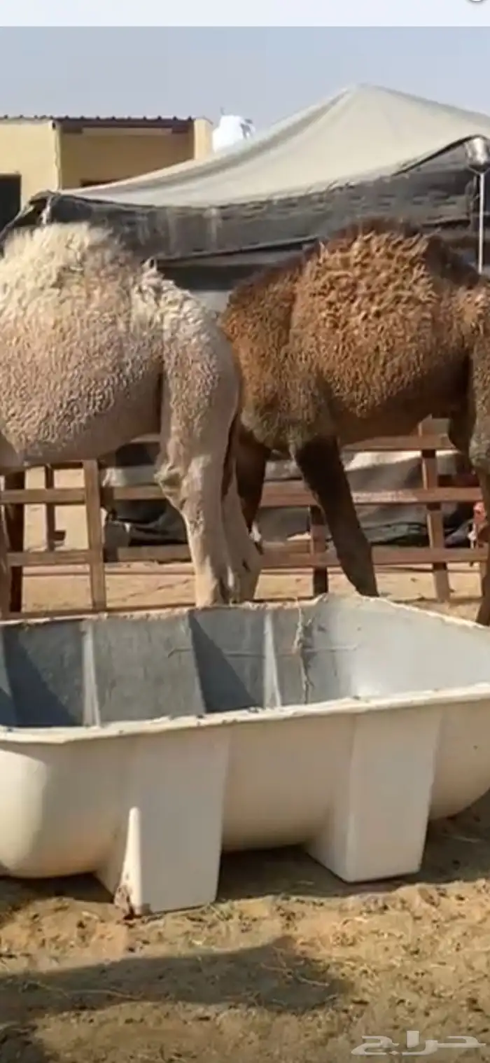 حشو قعدان قصب 3