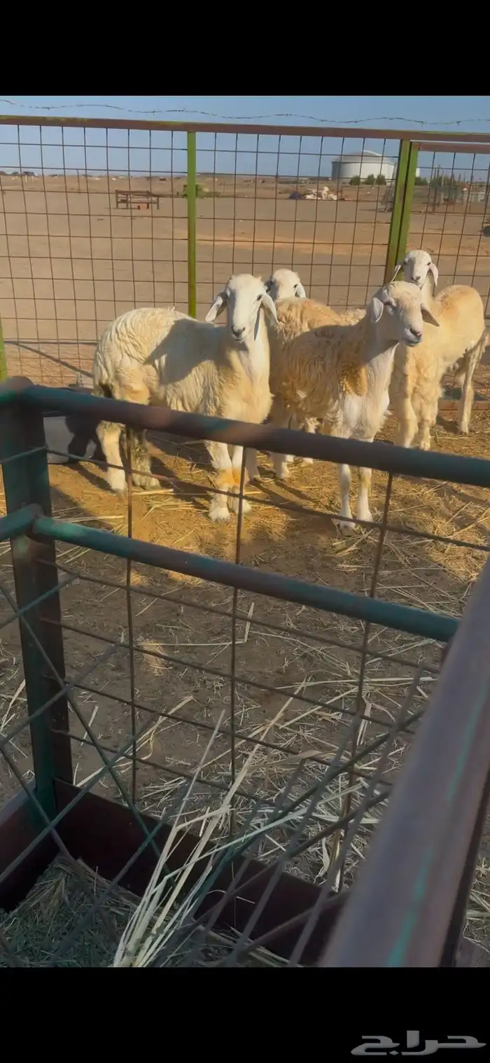 4 طليان جبرة 3