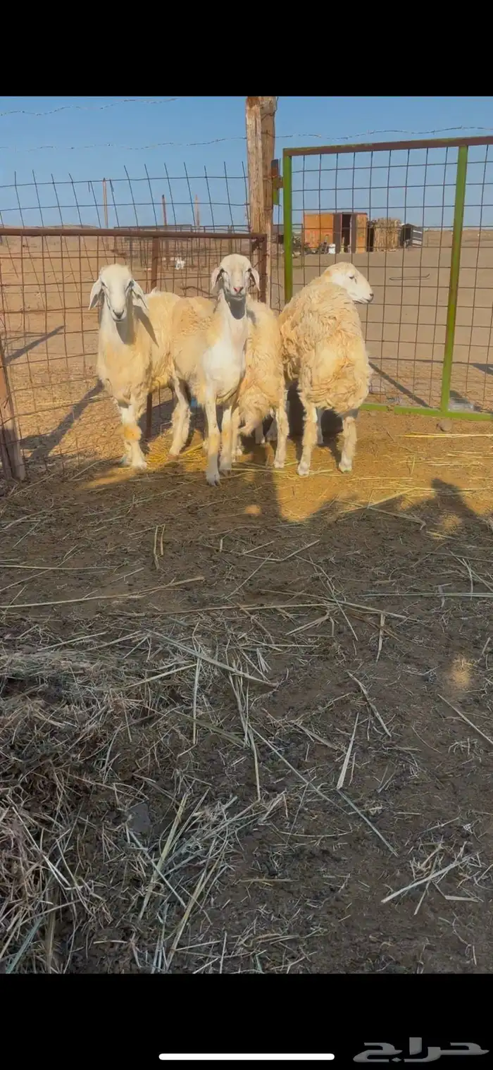 4 طليان جبرة 2