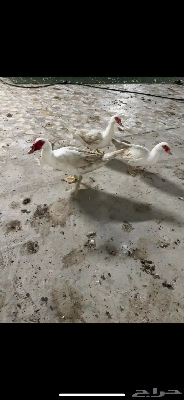 للبيع بط بياض 0