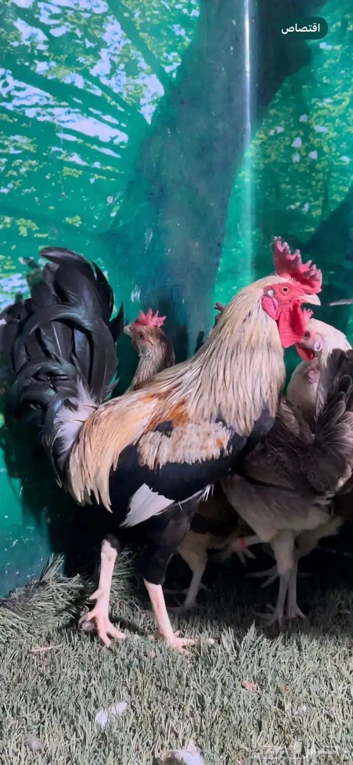 دجاج عربي اصيل ترثه شوكي 10