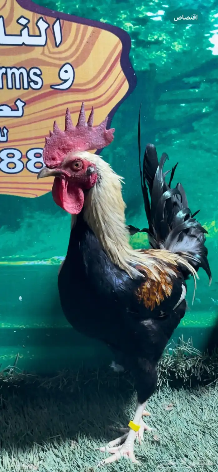 دجاج عربي اصيل ترثه شوكي 13
