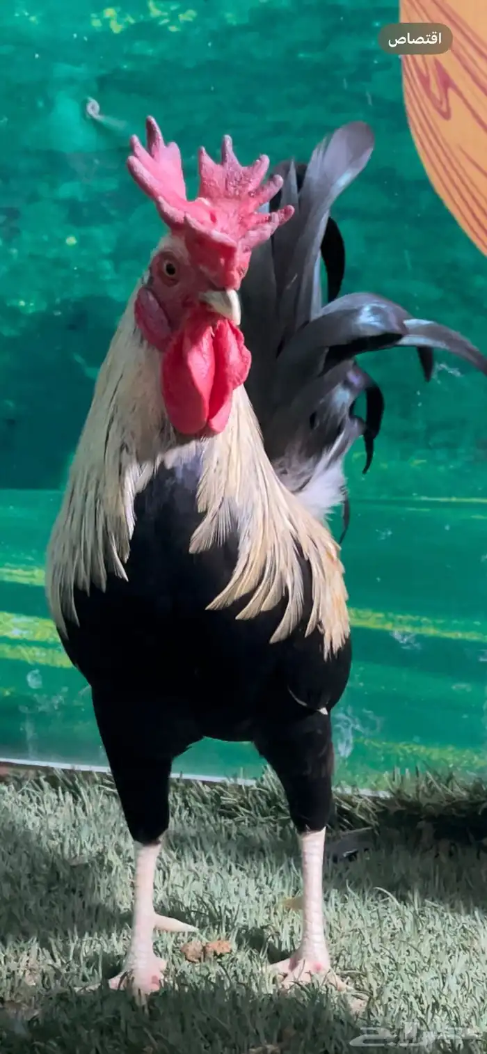 دجاج عربي اصيل ترثه شوكي 0