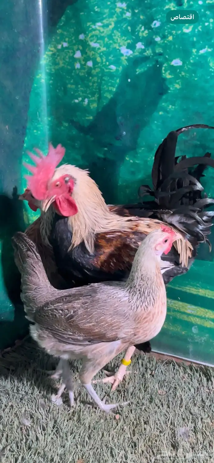 دجاج عربي اصيل ترثه شوكي 5