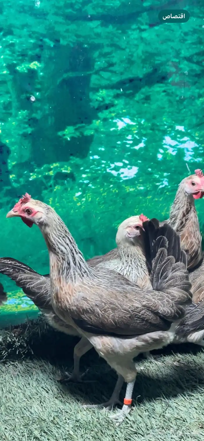 دجاج عربي اصيل ترثه شوكي 17