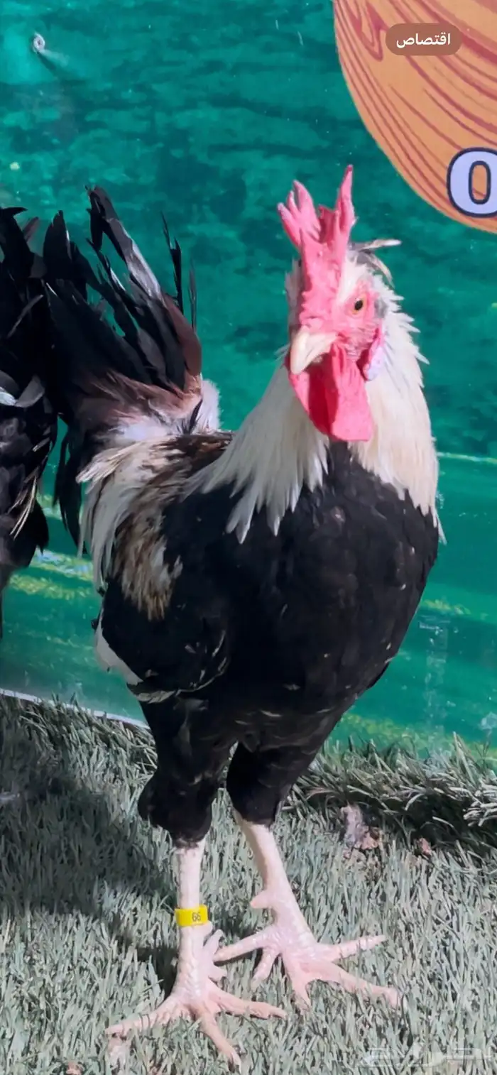 دجاج عربي اصيل ترثه شوكي 11