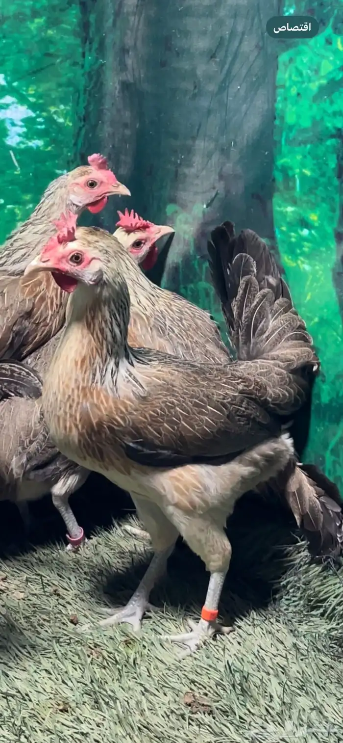 دجاج عربي اصيل ترثه شوكي 16