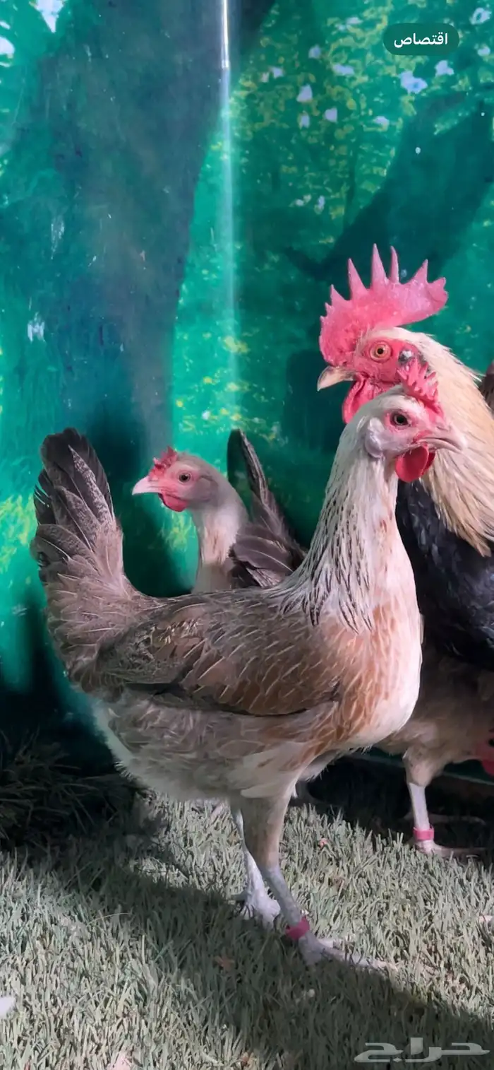 دجاج عربي اصيل ترثه شوكي 1