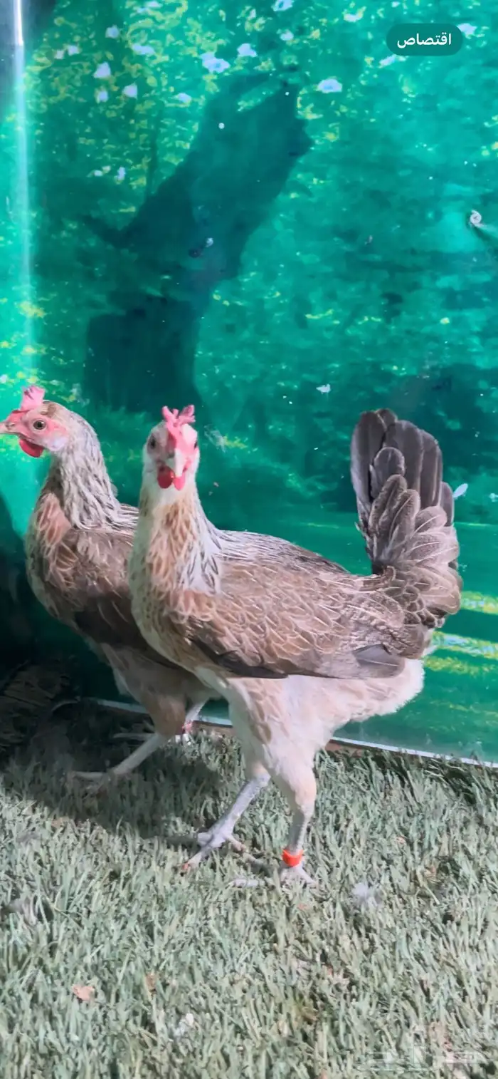 دجاج عربي اصيل ترثه شوكي 3