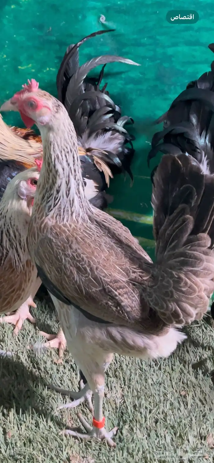 دجاج عربي اصيل ترثه شوكي 2