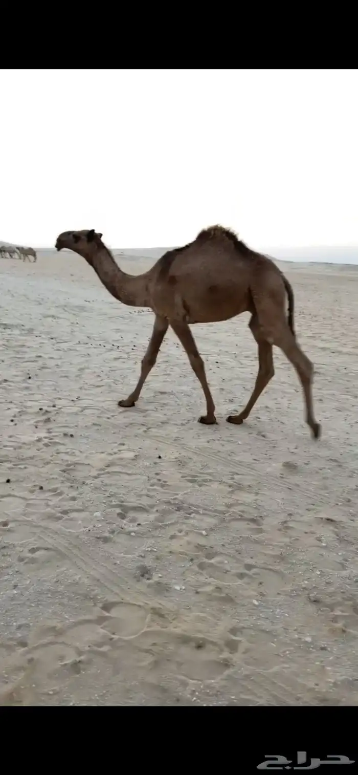 قعود اشعل كفو - تم البيع 1