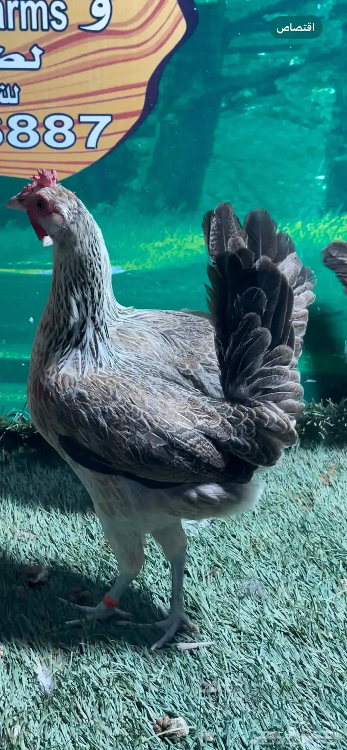 دجاج عربي اصيل ترثه شوكي 12