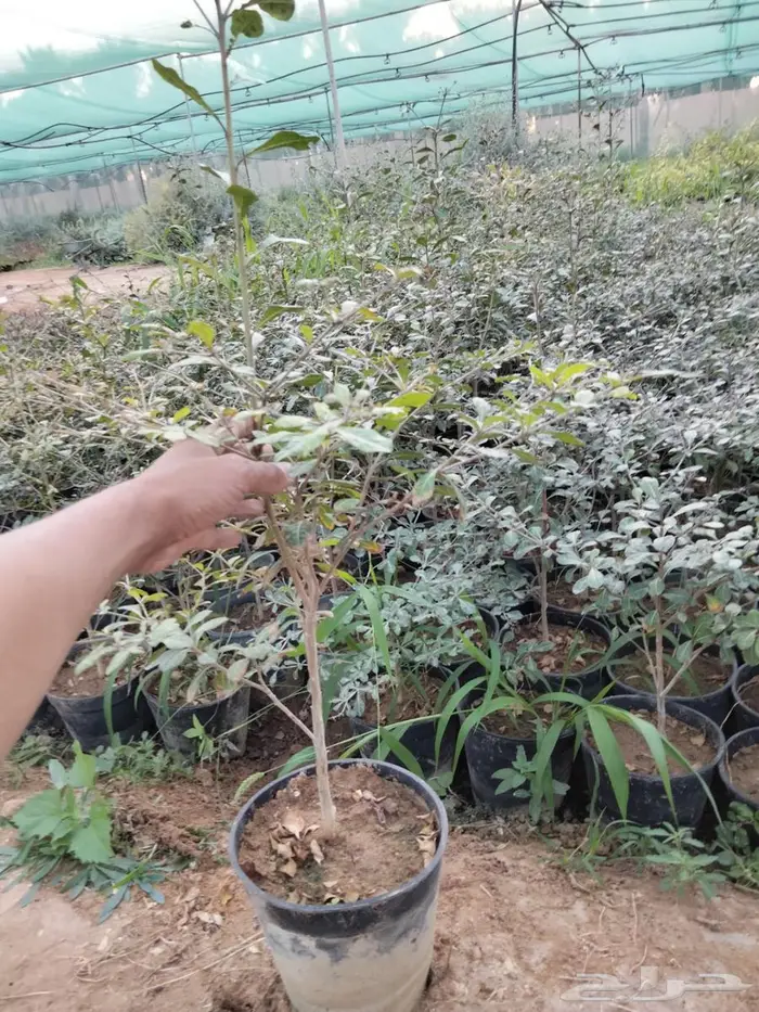 شتلات ترمناليا منتالي 0